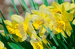 Daffodil flower or narcissus bouquet isolated on white background cutout