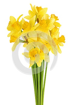 Daffodil flower or narcissus isolated on white background with full depth of field