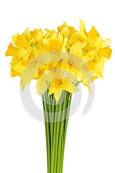 Daffodil flower or narcissus isolated on white background with full depth of field
