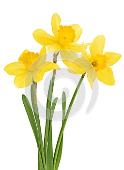 Daffodil flower or narcissus isolated on white background with full depth of field