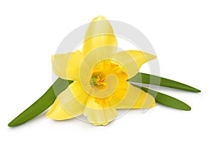 Daffodil flower or narcissus isolated on white background with full depth of field