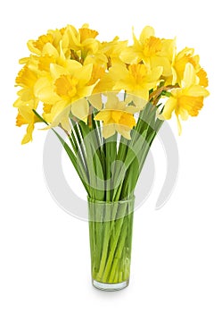 Daffodil flower or narcissus isolated on white background with full depth of field