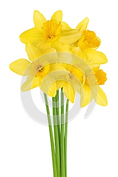 Daffodil flower or narcissus isolated on white background with full depth of field