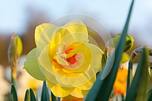 Daffodil flower in park Tivoli on a sunny morning