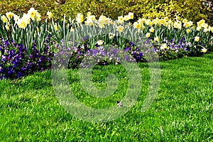 Daffodil Flower patch in park