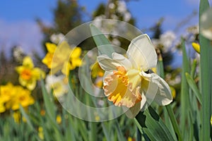 The Daffodil flower Salome