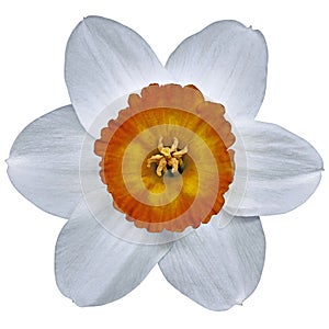 Daffodil flower on a white isolated background . Closeup. For design. Nature.