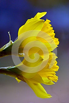 Daffodil Flower Yellow bulb head Macro close up