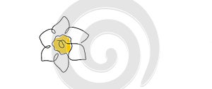 Daffodil flower in yellow color continuous line drawing. Blossoming Narcissus in spring isolated on white background. Garden