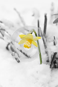 Daffodil flower, yellow narcissus, covered in snow in a garden in march.