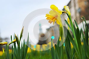 Daffodil