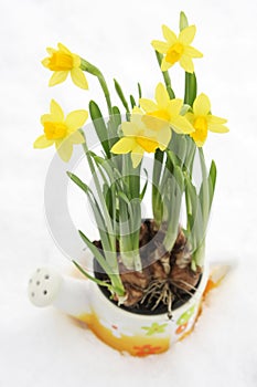 Daffodil flowerpot in snow photo