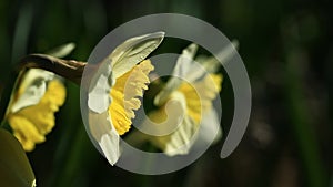 Daffodil flowers