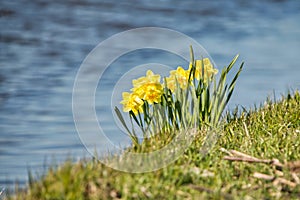 Daffodil flowers along a canal holland netherlands