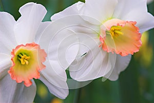 Daffodil flowers in bloom