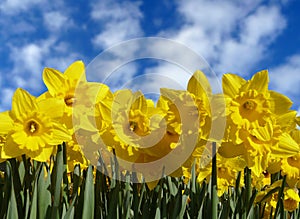 Daffodil flowers in bloom