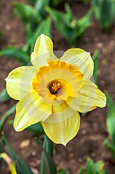 Daffodil flowers etail with anthers