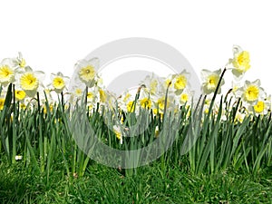 Foreground Daffodil flowers photo