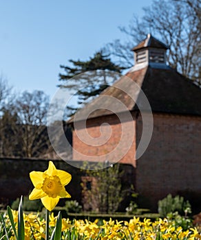 Daffodil flowers in front of the dovecote at Eastcote House, Hillingdon, London UK