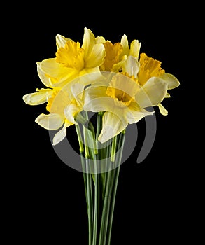 Daffodil flowers isolated on a black background