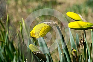 Daffodil flowers and other spring flowers in grass in garden.