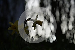 Daffodil flowers and other spring flowers in grass in garden.