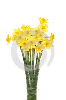 Daffodil flowers in a vase