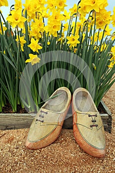 Daffodil flowers and wooden shoes