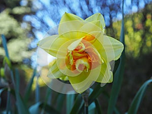 Daffodil in the garden, blurred background