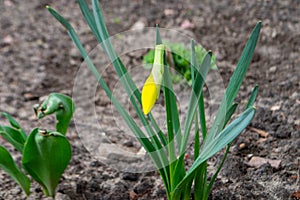 A daffodil in a garden with the sun shining on them.