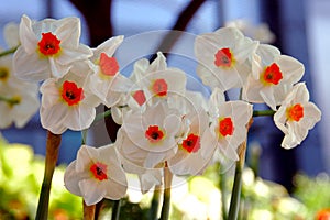 Daffodil Geranium, Narcissi Tazetta