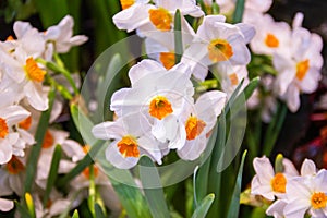 Daffodil, geranium a rare fragrant with beautiful flowers, there is a resounding sweetness