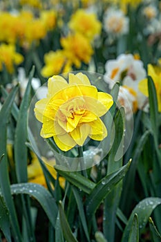 Daffodil Golden Ducat  flowers in spring