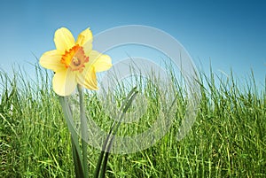 Daffodil in grass on sky background