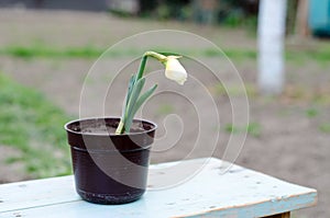 Daffodil grows in a pot. Potted flower on a bench. Brown flower pot.