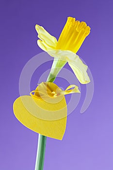 Daffodil with heart