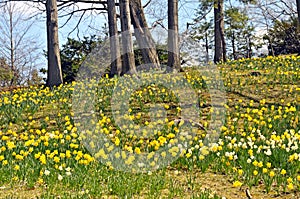 Daffodil HIll