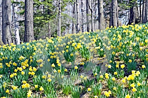 Daffodil HIll