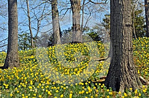 Daffodil HIll