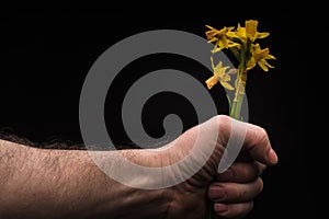 Daffodil, Human Hand, isolated on black background