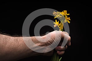 Daffodil, Human Hand, isolated on black background