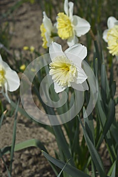 Daffodil Ice Follies photo