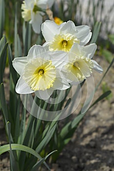 Daffodil Ice Follies photo