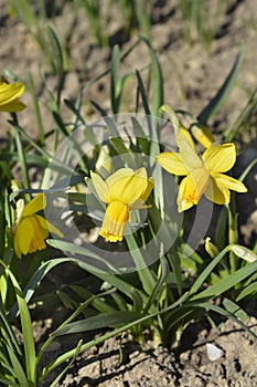 Daffodil Jetfire