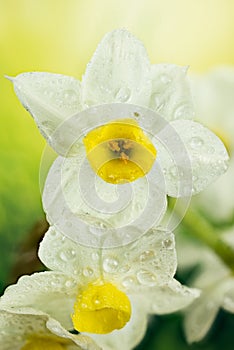 Daffodil, Jonquil, Daffodils, Narcissus