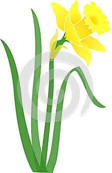 Daffodil-jonquil/eps