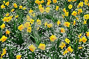 Daffodil Jonquil Spring Flower
