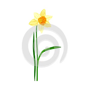 Daffodil or Jonquil Spring Flowering Plant with Yellow Flower and Leafless Stem Closeup Vector Illustration