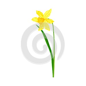 Daffodil or Jonquil Spring Flowering Plant with Yellow Flower and Leafless Stem Closeup Vector Illustration