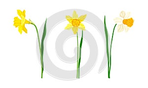 Daffodil or Jonquil Spring Flowering Plant with Yellow Flower and Leafless Stem Vector Set